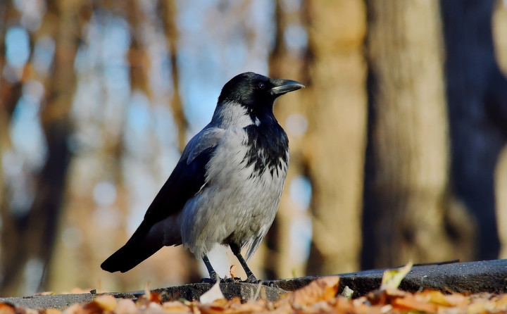 Негативные последствия подкормки синантропных видов птиц (ворон, голубей, чаек)